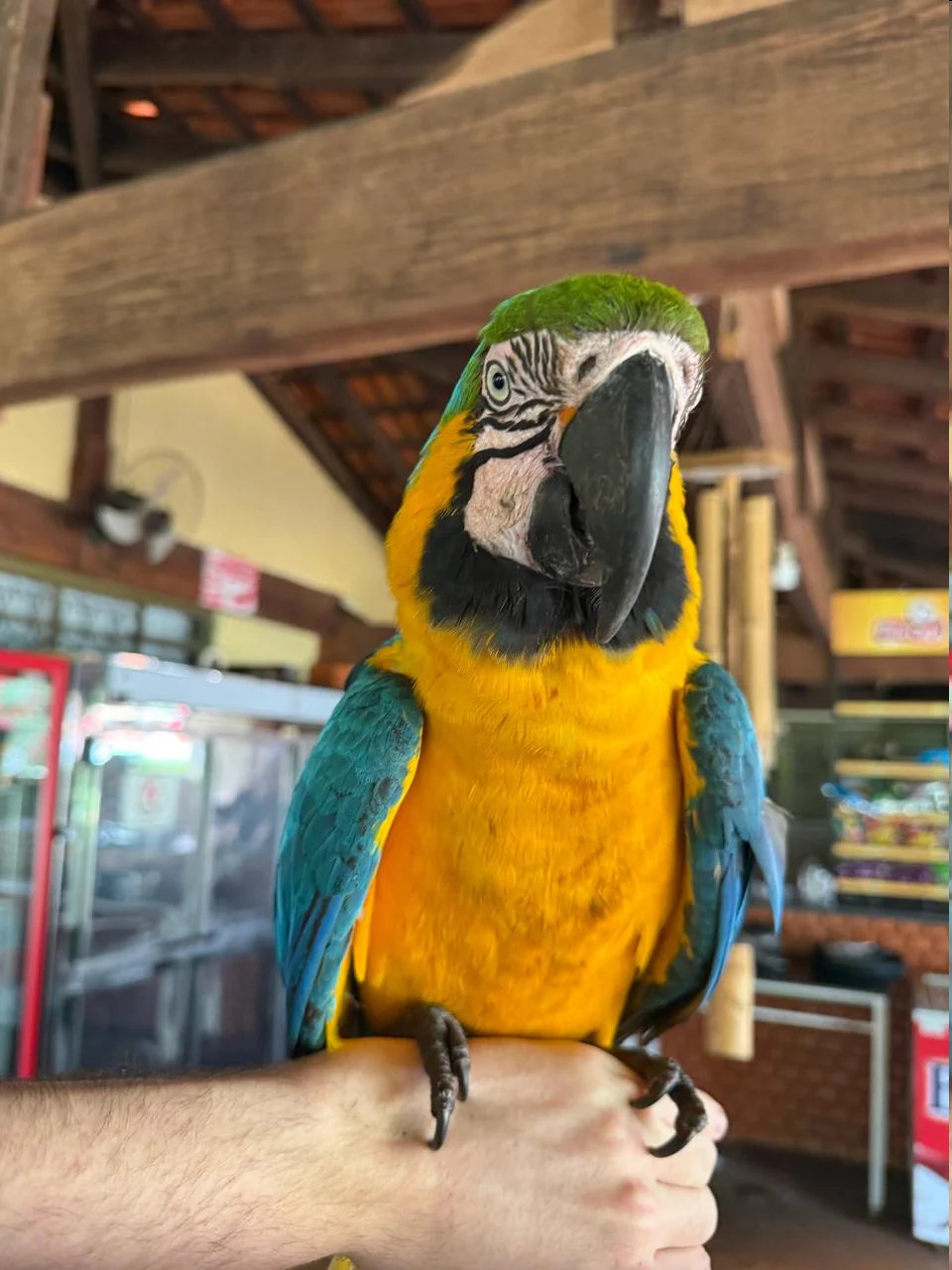 Arara azul e amarela apoiada no braço de uma pessoa