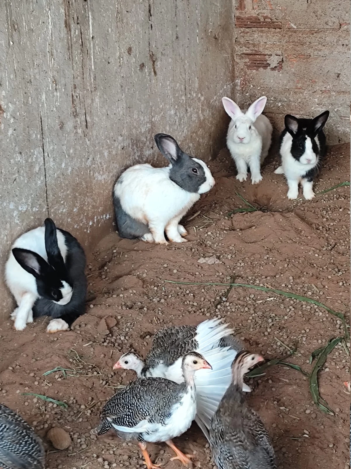 Coelhos no espaço de animais do Pesqueiro Vitória