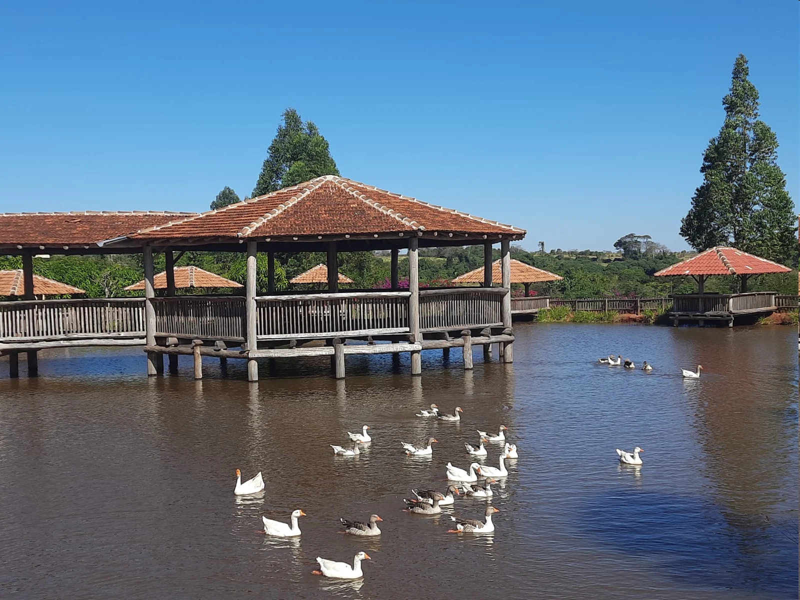 Gansos nadando entre os quiosques do lago