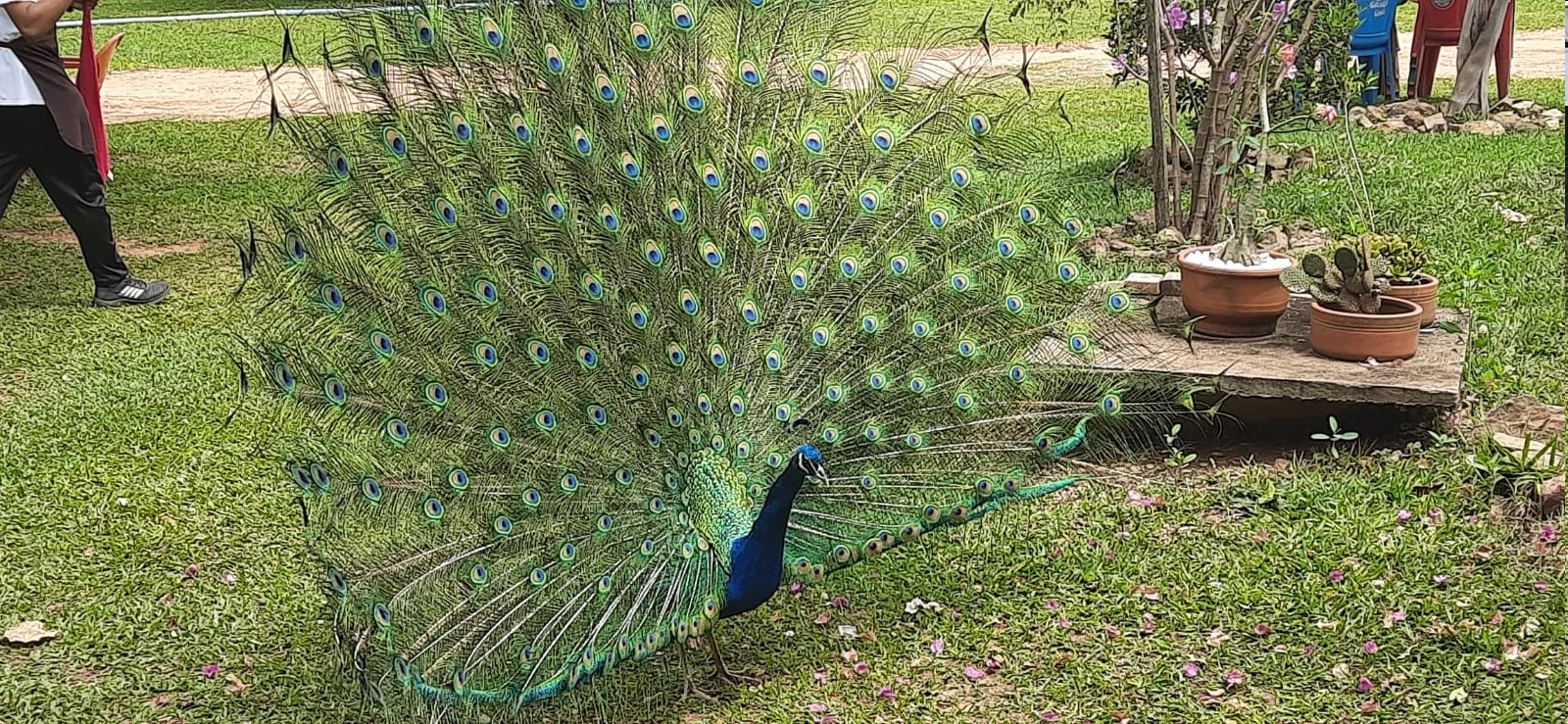 Pavão com a cauda aberta no gramado do Pesqueiro Vitória