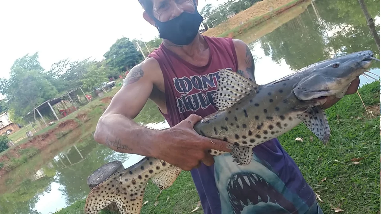 Pescador segurando um grande pintado ao lado do lago
